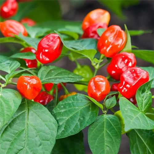 Semillas de habanero - semillas de invierno antiguas variedades resistentes jardines rocas jardín balcón invernadero chile chile 55pcs