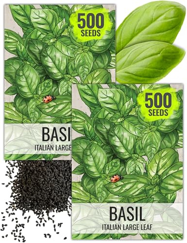Seed Needs Basil Seeds for Planting Italian Large Leaf Herbs - Non-GMO Heirloom & Untreated - Grow an Indoor or Outdoor Home Grown Herb Garden (2 Packs)