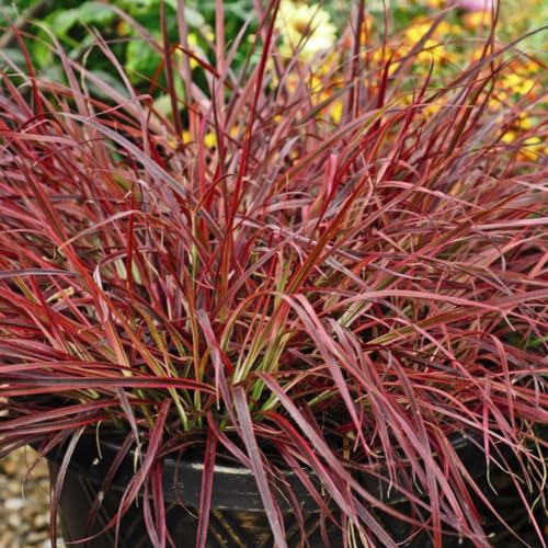 Pennisetum x advena 'Fireworks' - Colourful Ornamental Grass, Hardy Perennial for Patio Pots, Red and Green Foliage, Spectacular Purple Flowers – 3X 9cm Potted Plant by Thompson & Morgan
