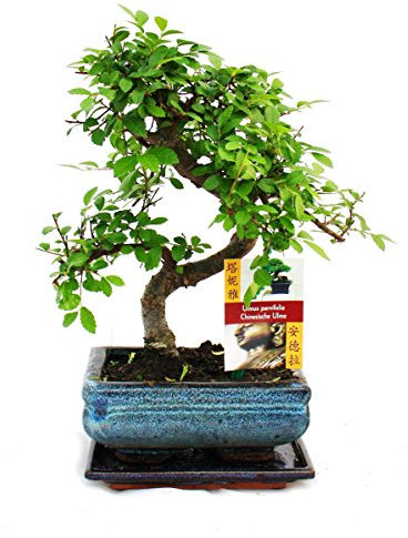 Bonsai Elm parvifolia S Style 7 yr - 1 tree - By Bonsai2u