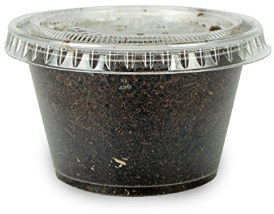 Josh's Frogs Black Soldier Fly Larvae (50 Count - Large)