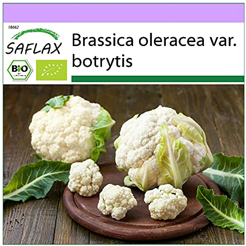 SAFLAX - BIO - Cavolfiore - Palla di neve - 70 semi - Brassica oleracea var. botrytis