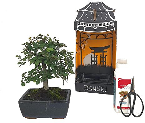 PACK INICIACIÓN BONSAI NATURAL DE INTERIOR DE ZELKOVA 5 AÑOS INCLUYE TIJERAS 120MM Y ABONO ECO