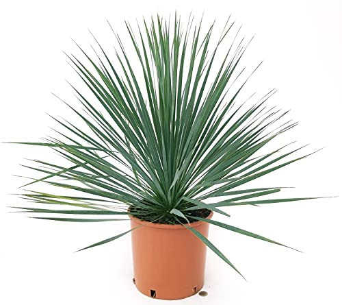POWERS TO FLOWERS - YUCCA ROSTRATA, Vaso 26cm, pianta vera