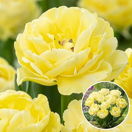 Plant in a Box - Tulipa Avant Garde - Bulbes de fleurs - Set de 14 - Tulipes - Jaune - Tulipes de Hollande