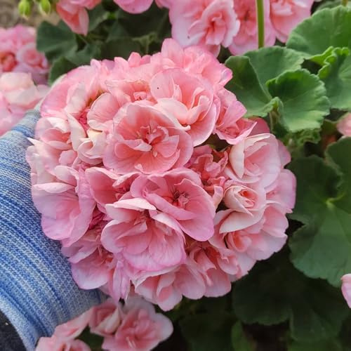 semillas de geranio resistentes al aire libre geranios pelargonios colgantes en resistentes, sombra para 35pcs