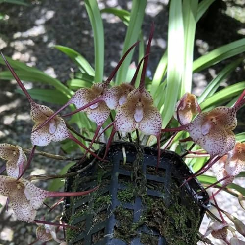 orchidea scimmia semi resistenti per il giardino, orchidea faccia di scimmia - dracula simia - esterno resistenti, 35pcs