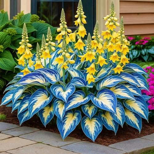 giganti Hosta bulbi,piante erbacee Resistenti perenni,bulbi da fiore a fioritura primaverile,adatti per la semina immediata,Hosta pianta vera (non artificiali)-4 Bulbi-B