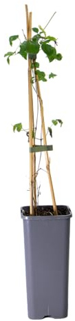 mgc24 Kletterpflanze Clematis texensis Princess Diana Texas-Waldrebe im 2l-Container 1 Pflanze
