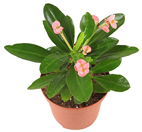 DECOALIVE Planta Natural Espina de Cristo Corona del Señor Cactus Flores Rojas