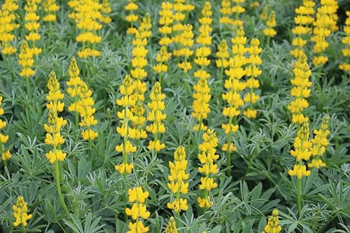 Lupine (Lupinus luteus) Samen (in gelb). Sehr guter natürlicher Gründünger! (5000 Samen = 500,0g)