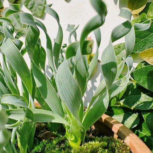 albuca spiralis - pflanzensamen zimmerpflanzen winterharte kübelpflanzen indoor kräutergarten gartenkräuter Sukkulenten pflanzenkübel winterharte balkonpflanzen topfpflanzen draußen 50samen