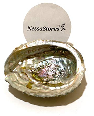 NessaStores Abalone Shell - All Natural Smudge Bowl, 4 to 5 Inches, Perfect for Smudge Sticks, Incense Sticks and Sage Kit. JC-011