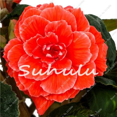 100 piezas Begonia Semi Hybrida Voss Lanterne Fiori di Begonia Malus Spectabilis cinesi decorativi Garden Fiori 14