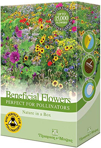 Mixed Flower Garden Plant Seed Grow Your Own Annual & Perennials Such As Foxgloves, Mallow & Wallflowers Attracting Pollinators Pack by Thompson & Morgan 200 g