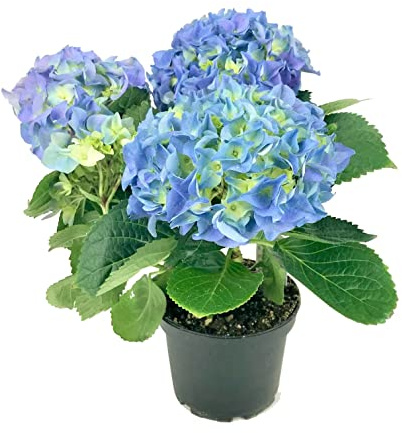 Hortensia Natural con Flores de Color Azul