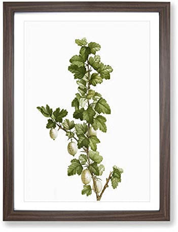 Gooseberry Bush By Pierre Joseph Redoute Vintage Framed Wall Art Print, Ready to Hang Picture for Living Room Bedroom Home Office Décor, Walnut A4 (34 x 25 cm)