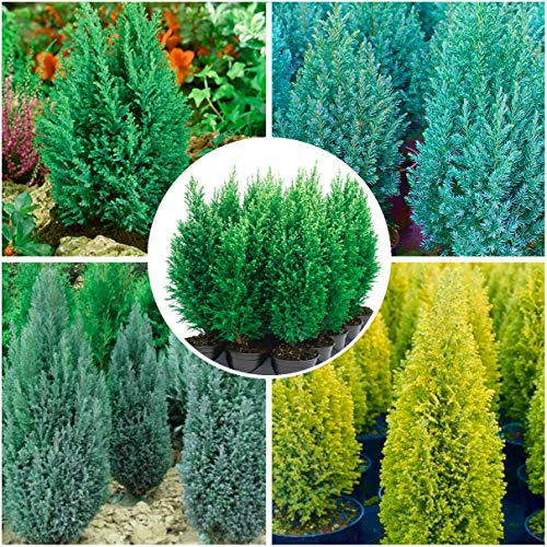[x4] Dwarf Conifer Conical Collection | 2 Litre Pots | Variety-Pack | Evergreen Shrubs