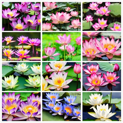 30 Mixed Miniature Water Lily & Lotus Seeds Vibrant Blooms for Bowls & Ponds Non-GMO, Indoor/Outdoor Water Garden in a Bowl or Pond