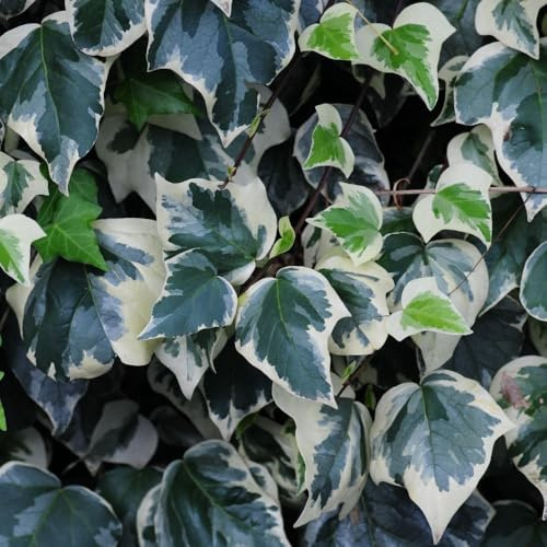 Hedera algeriensis Gloire de Marengo - Evergreen Ivy Climber & Ground Cover, Award-Winning, Low Maintenance, RHS Garden Merit, Wildlife-Friendly, 1 x 15cm Pot by Thompson and Morgan