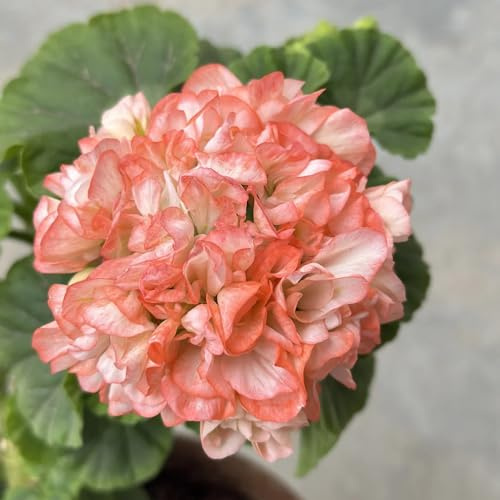 semi di geranio resistenti, pelargonium decorativi resistenti balcone primaverile, selvatici, ombra biologici aiuola 10pcs