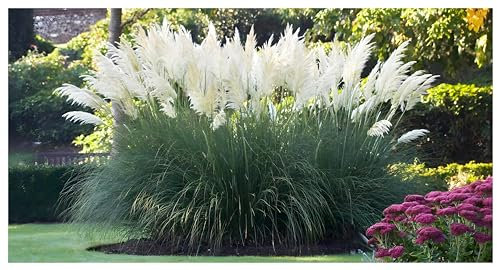 5 x Cortaderia selloana 'Sunningdale Silver‘ im 1 Liter Topf (Ziergras/Gräser/Winterhart/Mehrjährig/Immergrün) Weißes Pampasgras - Silberne Pracht für majestätische Gärten - von Stauden Gänge