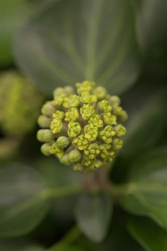 Hedera helix 'Arborescens' 20-30 cm – Immergrün, Winterhart, Pflegeleicht – Strauch-Efeu – Bodendecker für Garten & Beet