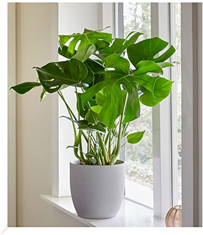 BALDUR Garten 1x Monstera - Fensterblatt, Pflanze im 12 cm-Topf | Trendplanze, Monstera deliciosa, Zimmerpflanze, Grünpflanze, pflegeleicht, mehrjährig - frostfrei halten, für Büro & Wohnung