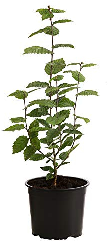 Dehner Hainbuche, für 1 Meter Hecke, ca. 50-60 cm, 5 x 2 l Topf, Heckenpflanze