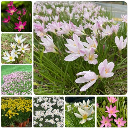 Bulbi di Zephyranthes - giardino Zephyranthes Candida - per luoghi soleggiati bulbi di primaverili decorazione floreale decorazione da giardino 15pcs