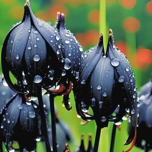 Lilium tuberi mix di cipolle,gigli in vaso,cipolle perenni,Grazia,Gigli a cipolle resistenti all'inverno,decorazione.-8pezzo-D