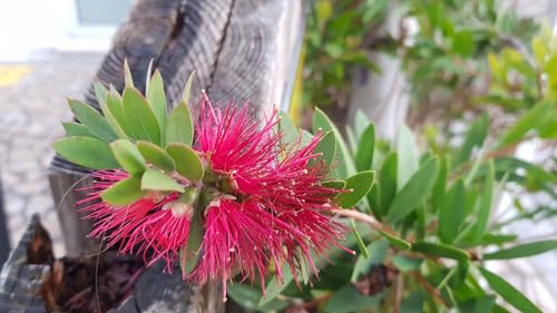 Callistemon viminalis HOT PINK 'Kko1' / Rince bouteille/Conteneur de 3 à 4 litres