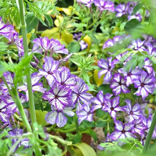 Phlox de alfombra - flox subulata Balcón de exóticas 1200semillas
