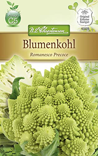 Blumenkohl ' Romanesco Precoce' (Brassica oleracea) früh, dekorativ, schmackhaft