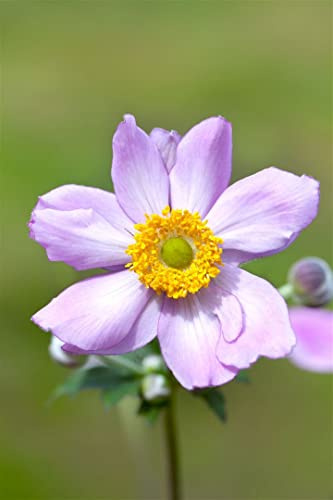 Anemone tomentosa 'Serenade' 9x9 cm Topf – Winterhart, Mehrjährig, Pflegeleicht – Herbst-Anemone – Beetstaude für Garten & Rabatte