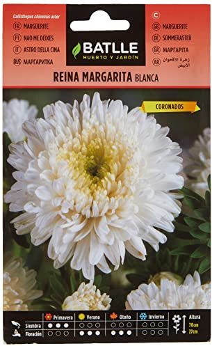 Semillas Batlle Regina Marg. Margaret Bianco