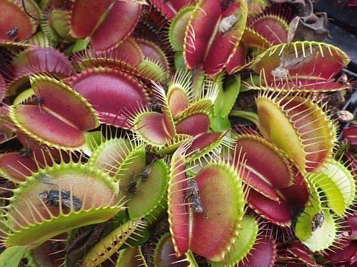 25 púrpura grande de la boca de Venus Fly Trap comiendo semillas carnívora Dionaea Bug