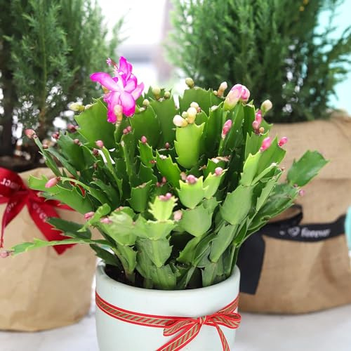 Cactus de Pascua DECOALIVE Flor de Navidad Schlumbergera Cactus Navidad