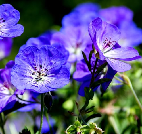 25 Pcs Purple Geranium Seeds - Large Perennial Heirloom Non-GMO Outdoor Indoor Giant