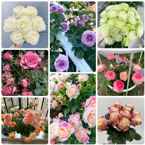 semillas de rosal, invernaderos de balcón Semillas de rosa chinensis, raras semillas de para lugares soleados de jardín 500pcs