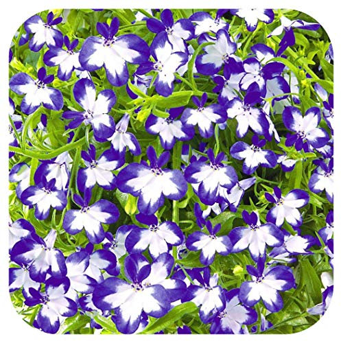 Lobelia Superstar Cutting Raised Basket Plug Plants x 5 Perennial Plants