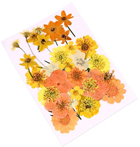 VILLFUL 40pièces Pressées Séchées Naturelles Orange Pour Décorations Bijoux Et Scrapbooking Élégantes Matériaux Artisanaux Pour Personnalisées
