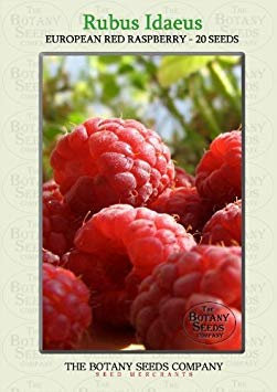 Potseed Frambuesa roja Europea (20) Semillas - Rubus idaeus
