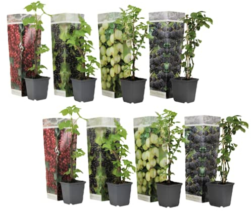 Plant in a Box - Beerenmischung - 8er Mix - Mix von Brombeeren, Johannnisbeeren und Stachelbeeren Pflanzen - Topf 9cm - Höhe 25-40cm