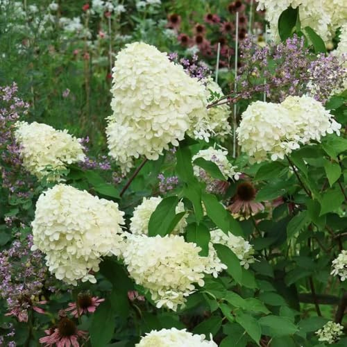 120 pezzi Semi resistenti di ortensia panica resistenti per giardino, semi di ortensia, piccolo per le donne