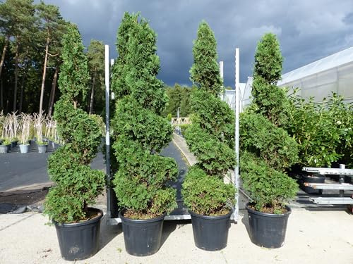 gruenwaren jakubik Angebot Ilex crenata Stokes Pyramide 205-220 cm Kegel Buchsbaum Ersatz winterhart + robust