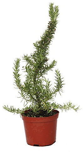 Outlet Garden - Romero Rastrero - Rosmarinus Officinalis. Planta Aromática, Altura: 20 Centimetros Aproximado, Contenedor: 14 Cm. Envios Solo Peninsula