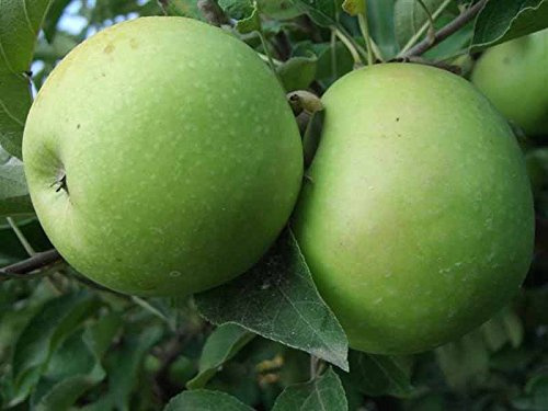 1 PIANTA DI MELO GRANNY SMITH ALBERO DA FRUTTO MATURA A OTTOBRE