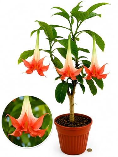 POWERS TO FLOWERS - DATURA A FIORE ARANCIO, VASO 20 ALTEZZA 70/80 CM vaso 13cm, pianta vera
