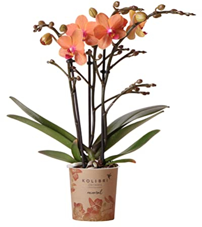 Kolibri Orchids | Orange Phalaenopsis Orchidee - Mineral Bolzano - Topfgröße Ø9cm | blühende Topfpflanze - frisch vom Züchter